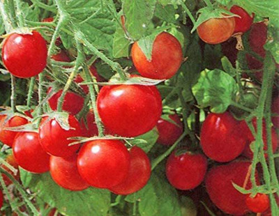 CYBEXIS Red Cherry Tomato Seeds2000 Seeds Seed(2000 per packet)
