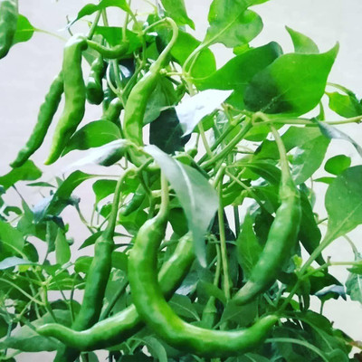 ActrovaX F1 Hybrid Oraganic Chilli Pepper [2000 Seeds] Seed(2000 per packet)