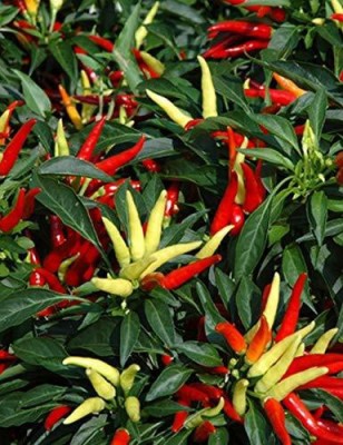 ActrovaX Pepper Chilli Hybrid Bengali surajmukhi [1gm Seeds] Seed(1 g)