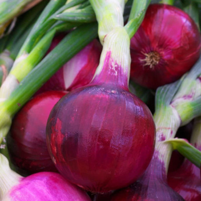 WILLVINE Onions Seed(300 per packet)