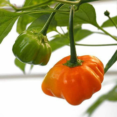 DIVINE CHILLI , PEPPER Seed(20 per packet)