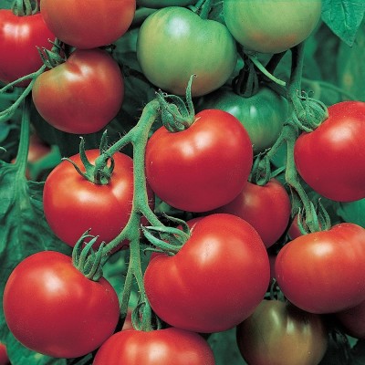 VibeX ® XLR-876 Super Sioux Tomato Seeds Seed(200 per packet)