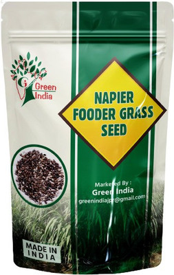 grassland Napier Fodder / ELEPHANT ( 150 SEEDS ) Seed(150 per packet)