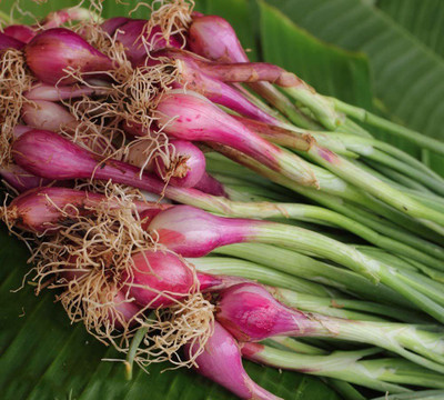 WILLVINE ™Welsh Onion Red Toga Seeds - Allium fistulosum Seed(2500 per packet)