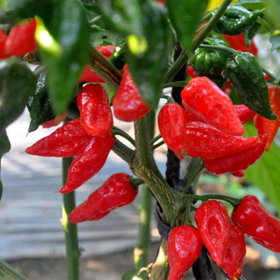 ActrovaX Red Devil's Tongue Chilli Pepper [250 Seeds] Seed(250 per packet)