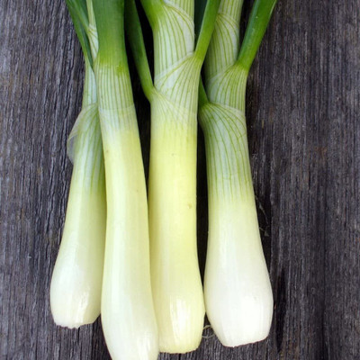 WILLVINE ™Salad Onion - White Lisbon (Winter Hardy) Seed(2500 per packet)