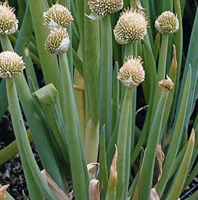 WILLVINE ™Vegetable Welsh Onion White Allium fistulosum Seed(2500 per packet)