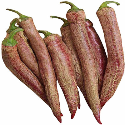 WILLVINE SYN -X Vezanka Hot Chilli Pepper Seeds[50gm, 10000 Seeds] Seed(10000 per packet)