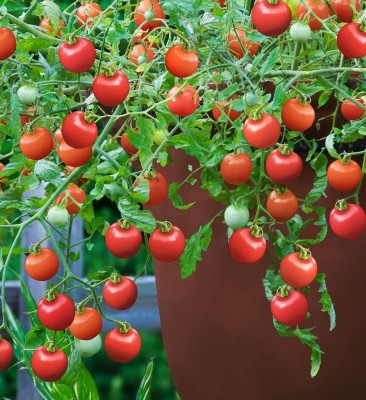 Biosnyg Tomato Tumbling Tom Red Vegetable Seeds (Cherry) 1gm Seeds Seed(1 g)