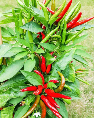 WILLVINE ™Red Chilli Pepper Exotic Seeds Seed(1000 per packet)