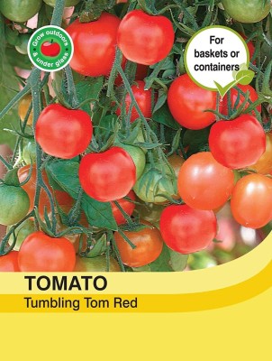 ActrovaX Vegetables - Tomato Gardeners Delight [8000 Seeds] Seed(8000 per packet)