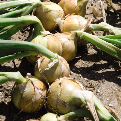 WILLVINE Onion Hylander Hardy Annual Easy to Grow Seed(1000 per packet)