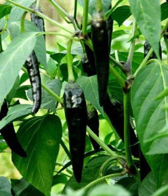 Biosnyg Black Chilli Pepper Heirloom 10gm Seeds Seed(10 g)