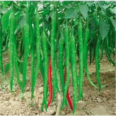 KANAYA Chilli Hybrid Vegetable Seed(500 per packet)