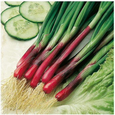 WILLVINE Onion Spring - North Holland Blood RED REDMATE Seed(1000 per packet)