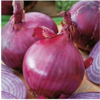 WILLVINE Vegetable - Onion - RED Brunswick Seed(300 per packet)