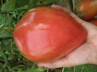 CYBEXIS Heritage Variety,Large Fruits,Very Fragrant Tomato Oxheart Heirloom 2000 Seeds Seed(2000 per packet)