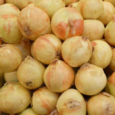 WILLVINE Onion Seed(300 per packet)