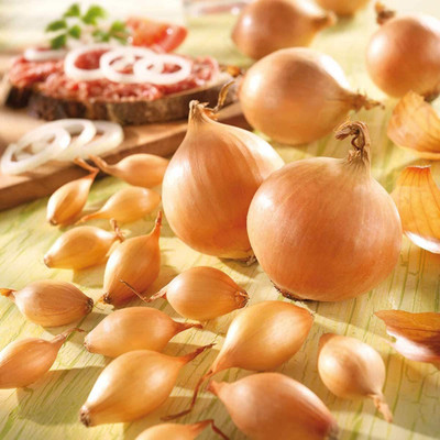 CYBEXIS Onion Seeds 'Real Stuttgart Giant', with Spicy - Powerful Aroma1000 Seeds Seed(1000 per packet)