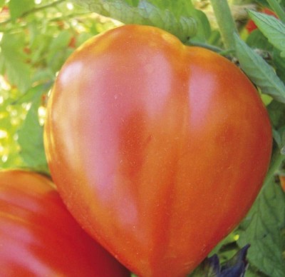 CYBEXIS Old Fashioned Heritage Variety Tomato Seeds Oxheart Heirloom-250 Seeds Seed(250 per packet)