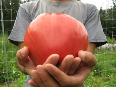 CYBEXIS Large Fruits, Very Fragrant Tomato Seeds Oxheart Heirloom 2000 Seeds Seed(2000 per packet)