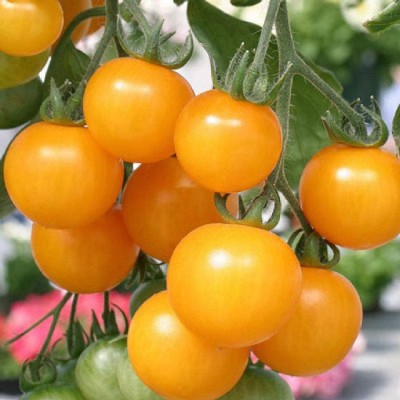 CYBEXIS Tomato Yellow Vegetable Seeds500 Seeds Seed(500 per packet)