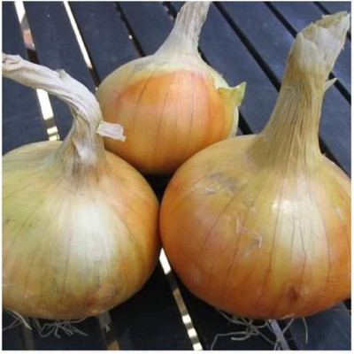 WILLVINE Onion Seed(300 per packet)