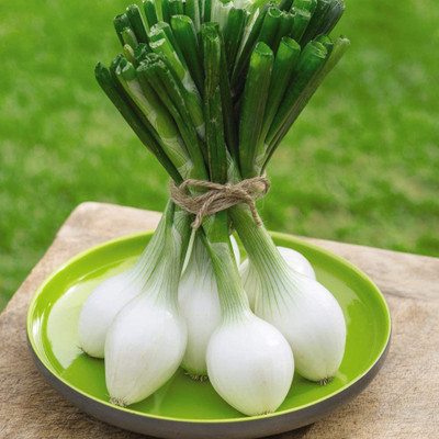 Biosnyg Spring Onion 'White Star' Allium Cepa Hardy Annual 2000 Seeds Seed(2000 per packet)