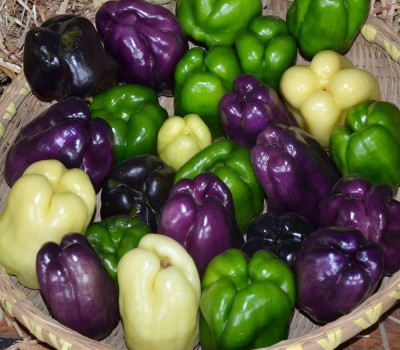 ActrovaX Hot Chilli Pepper Bell Pepper mix [4000 Seeds] Seed(4000 per packet)