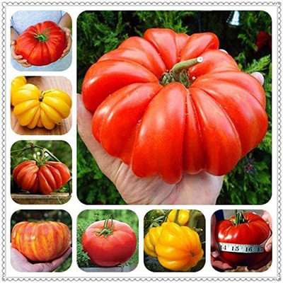 WILLVINE Giant Tomato Seeds Organic Heirloom Seeds Vegetables Seed(500 per packet)