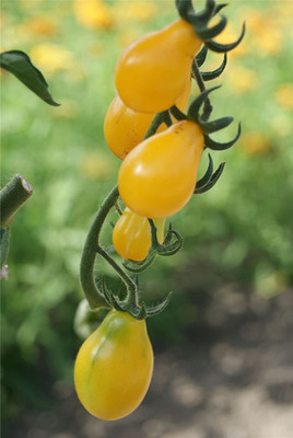 WILLVINE Tomato - Yellow Pear Seed(500 per packet)