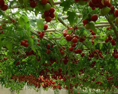 WILLVINE Italian Tree Tomato Seeds Seed(500 per packet)