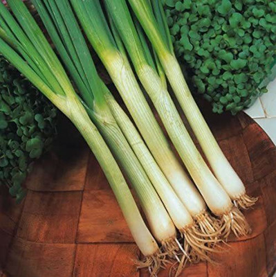 WILLVINE Organic - Vegetable - Spring Onion - White Lisbon Seed(300 per packet)