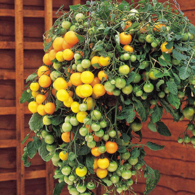 CYBEXIS Tomato Tumbling Tom Yellow Vegetable Seeds2000 Seeds Seed(2000 per packet)