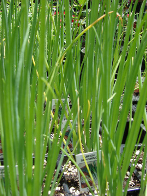 WILLVINE ™EVERGREEN NEBUKA BUNCHING ONION Japanese Allium Fistulosum Seed(2500 per packet)