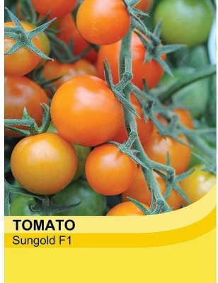 ActrovaX ‘Sungold’ F1 Hybrid Tomato - Hardy [250 Seeds] Seed(250 per packet)