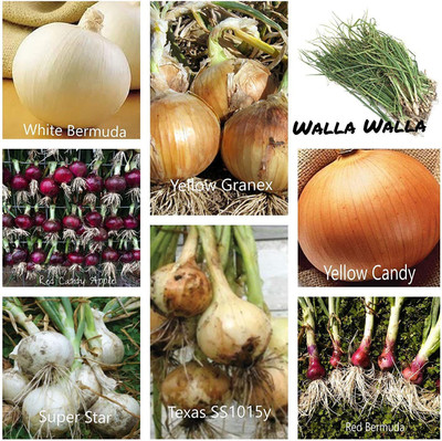 WILLVINE ™Onion Seed Mix This Mighty Eight Mix Consists of Sweet, Mild and Crisp Flavors Seed(2500 per packet)