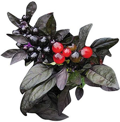 DIVINE CHILLI , PEPPER Seed(100 per packet)