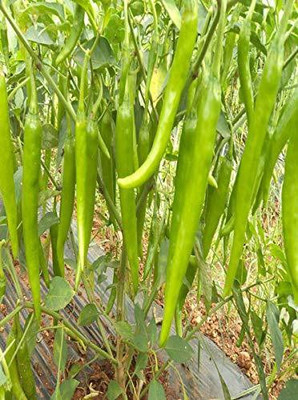 WILLVINE ™F1 - 820 Chilli Seeds Tikha Mirch Seed(1000 per packet)