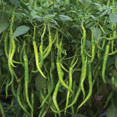 ActrovaX Chilli Seed(500 per packet)