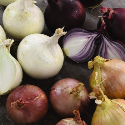 WILLVINE Onion Seed(300 per packet)