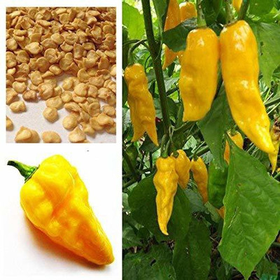 WILLVINE ™Hot Chilli Habanero Devils Tongue Yellow chilli Seed(1000 per packet)