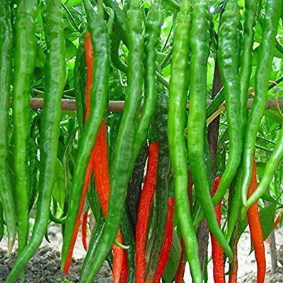 ActrovaX Chilli - Chilly Vegetable [2000 Seeds] Seed(2000 per packet)