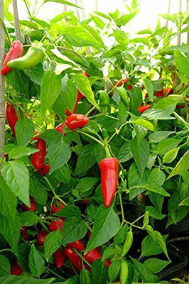 KANAYA Red Motti Chilli Seeds Seed(120 per packet)
