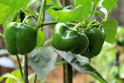 WILLVINE Kundu Milagaai Chilli Seeds Seed(500 per packet)
