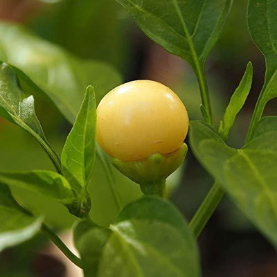 ActrovaX Round Chilli Seed(250 per packet)