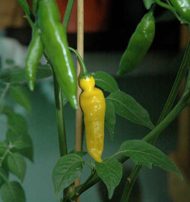 WILLVINE ™Lemon Drop Chilli Seeds,Exotic Seeds,High Germination Seed(1000 per packet)