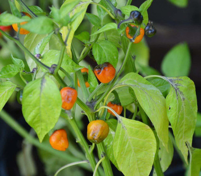 WILLVINE Golden Nugget Chilli Pepper Seeds Seed(500 per packet)