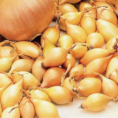 CYBEXIS Onion Seeds Vegetable Seeds for Garden2000 Seeds Seed(2000 per packet)
