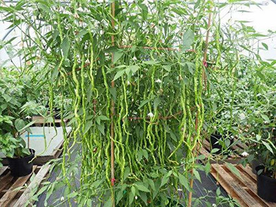 WILLVINE MEH -XIII Chilli Thunder Mountain Longhorn Cayenne[25gm, 5000 Seeds] Seed(5000 per packet)